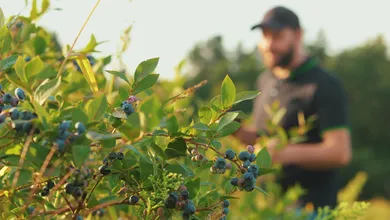 Cultivo de berries mexicanas bajo tecnología agrícola de precisión.