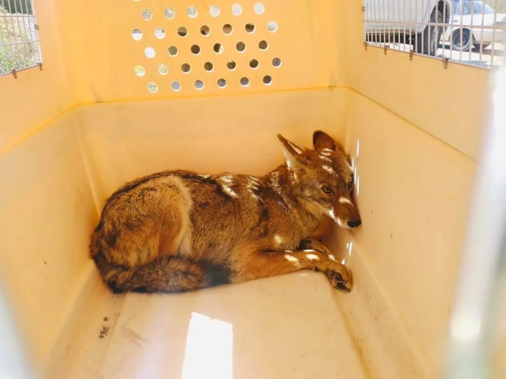 Rescatan a coyote atrapado dentro de una vivienda en Tula
