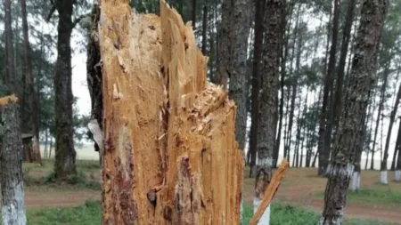 Alerta en Hidalgo: un año bajo amenaza del gusano descortezador; temen plaga de gusanos defoliadores