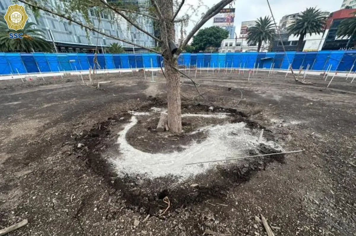 Ahuehuete Reforma: detienen a sujeto que arrojó cemento al árbol