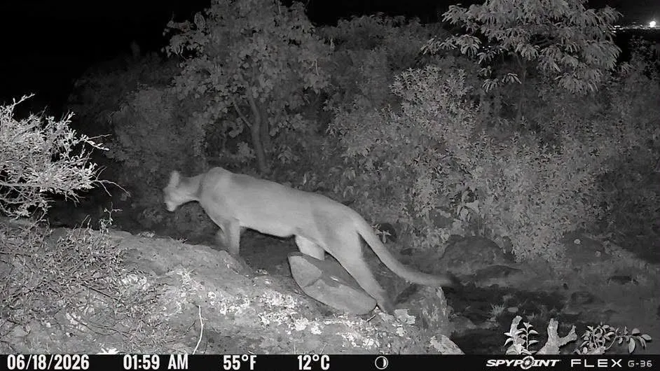 Captan puma y otras 11 especies de fauna silvestre en Tepetitlán con cámaras trampa