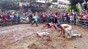 Exigen cancelar el “cerdo encebado” en Ixmiquilpan: acusan maltrato animal y riesgo para menores