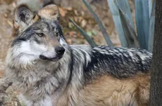 Lobo Mexicano