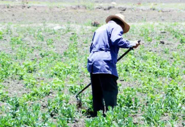 Cultivos en Hidalgo