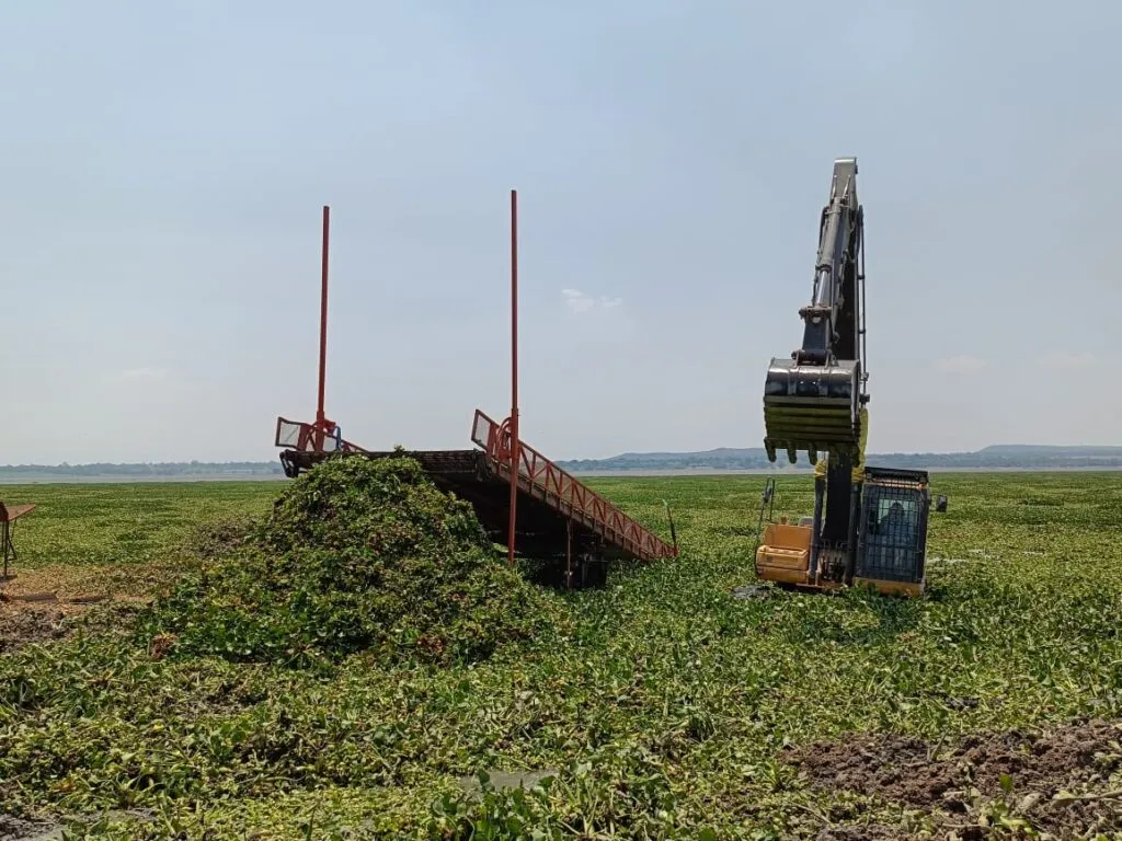 Avanza limpieza en la presa Endhó: más de 12 mil toneladas de lirio extraídas