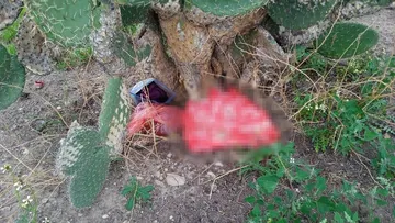 Hallan recién nacido abandonado en Mineral de la Reforma