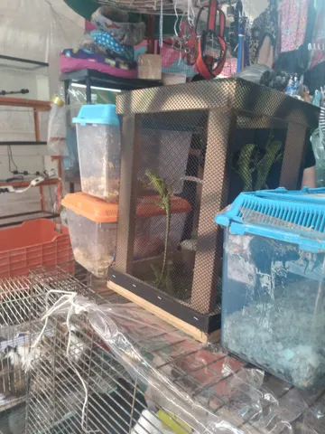 Iguana