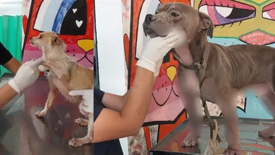 Autoridades rescatan perros por omisión de cuidados