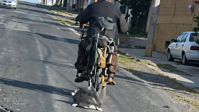 caso de maltrato animal.