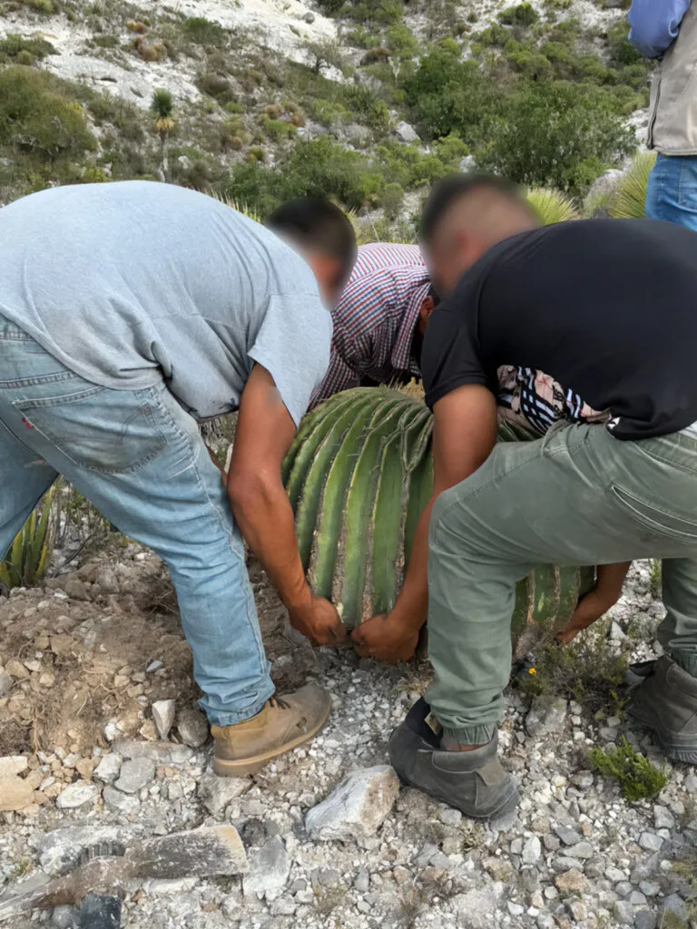 Infractores replantan 165 cactáceas que habían extraído ilegalmente en Cardonal