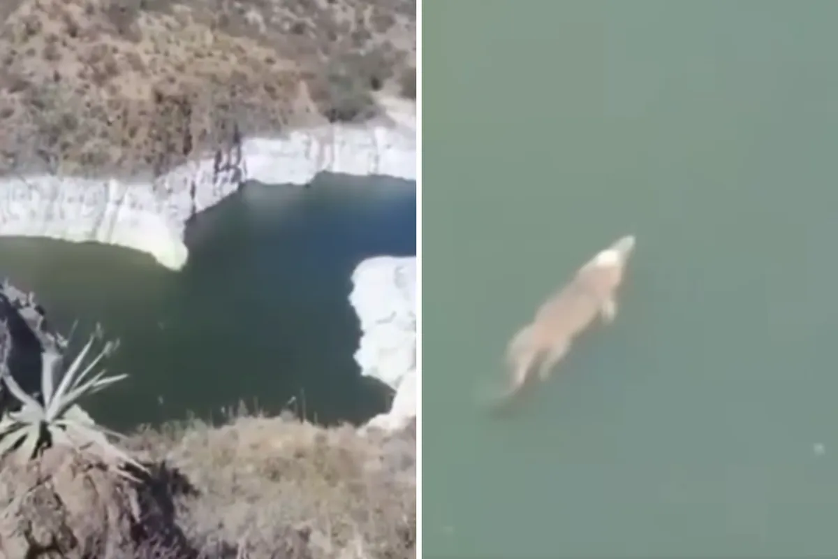 Avistan cocodrilo en presa de Zimapán; video causa asombro