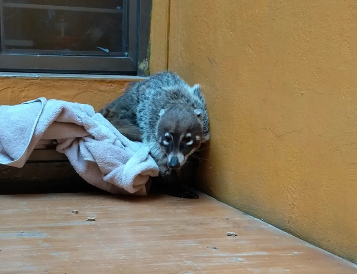 Capturan a ejemplar de coatí en Pachuca