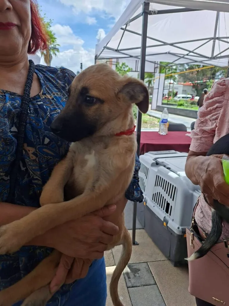 Arrancó Festival de Bienestar Animal en Tizayuca con 120 esterilizaciones gratuitas