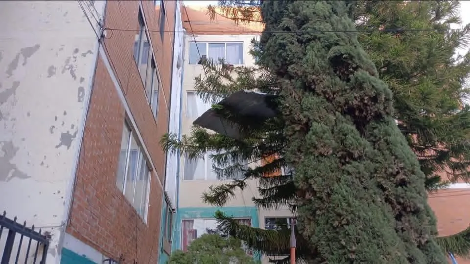 Vientos fuertes provocan caída de árboles y láminas en Pachuca