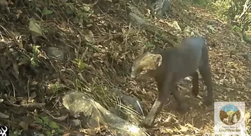 yagouaroundi en parque Los Mármoles