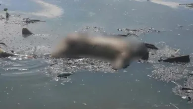 Movilización en Santa Ana Ahuehuepan tras localizar un cadáver en la presa Endhó; aún no ha sido identificado.