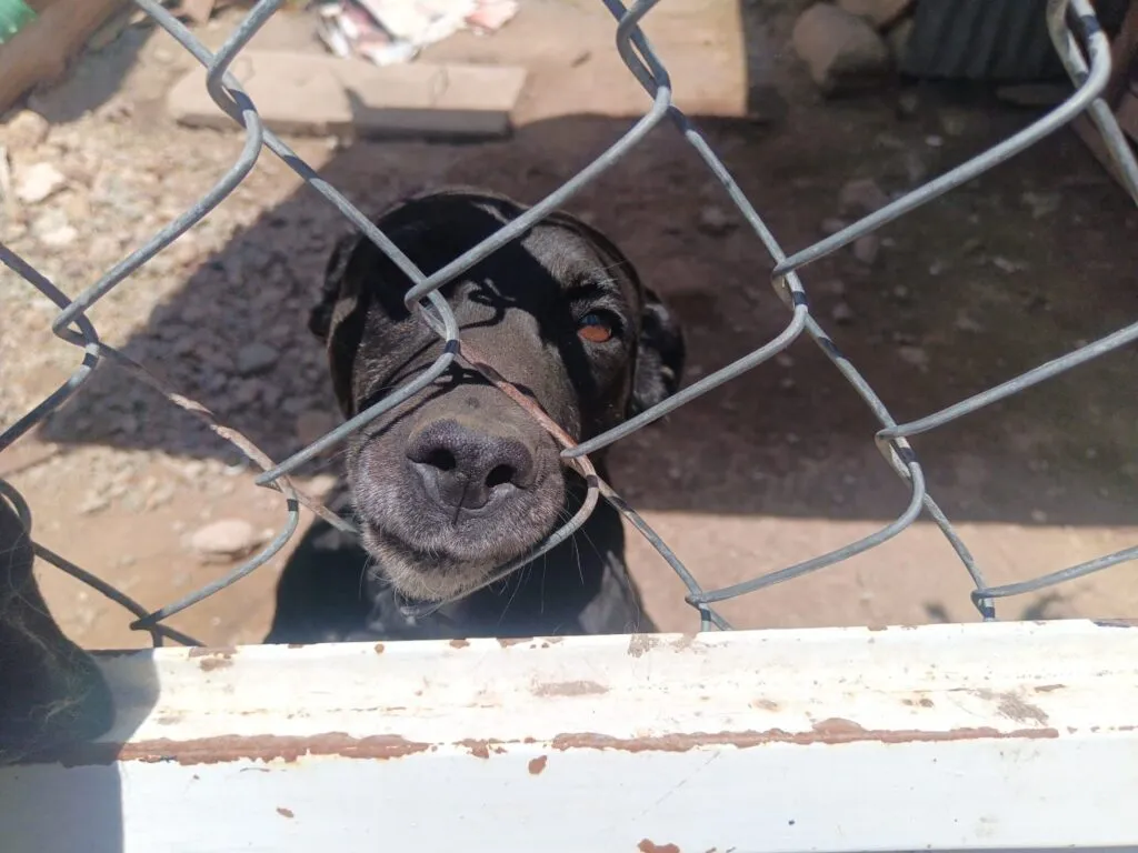 Tras denuncia, revisan condiciones de más de 20 caninos en Mineral de la Reforma