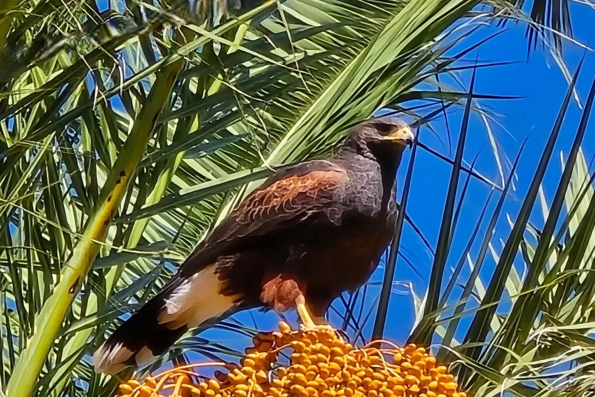 Águila Harris sobre palmera de Avenida Revolución