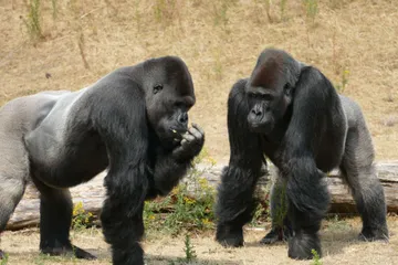Gorilas del zoológico de Atlanta dan positivo a Covid-19