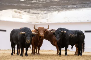 Roban 24 toros durante la madrugada en Hidalgo