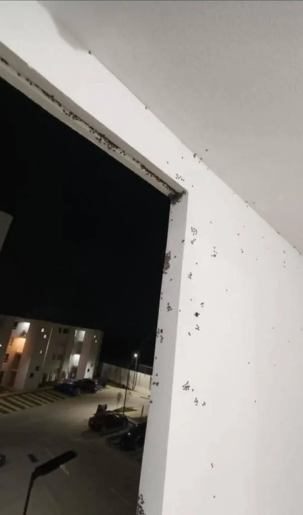 Temen nueva plaga en fraccionamiento de Tizayuca por tiradero de estiércol