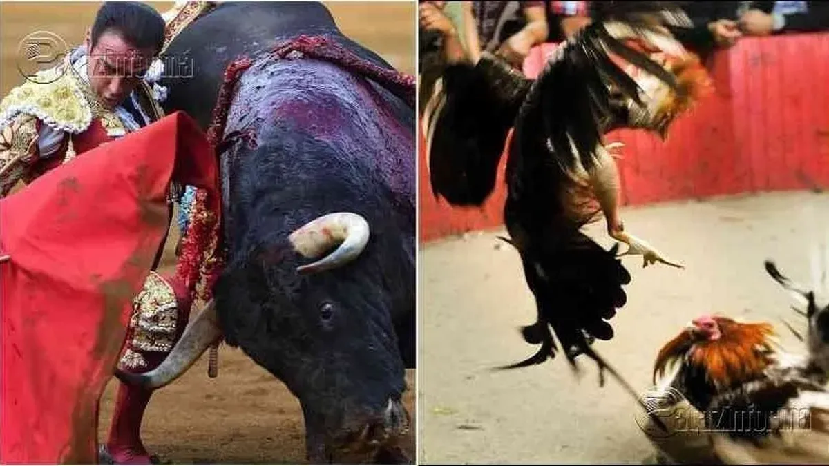Giro en el Congreso: ahora buscan proteger corridas de toros y peleas de gallos en Hidalgo