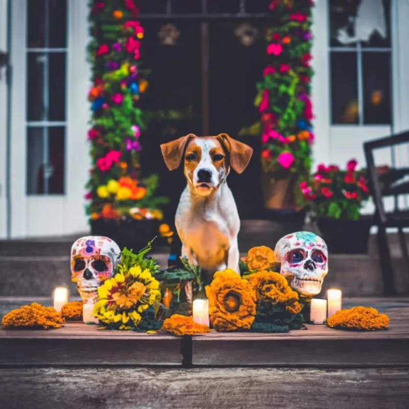 Día de muertos 2023: ¿Cuándo se pone la ofrenda para las mascotas?