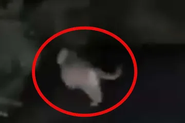 Reportan avistamiento de puma en Nicolás Flores| VIDEO