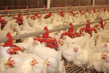 México frena importación de pollo brasileño por brote sanitario