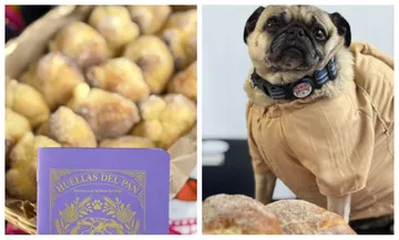 ¡Habrá desfile, pan de muerto y mascotas disfrazadas en Pachuca! Así será el Festival Tzompantli 2026