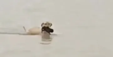¡Enternecedor! Perrita salva a su cachorro de inundaciones en Reynosa | VIDEO