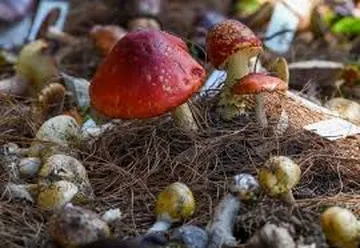 Hongos silvestres