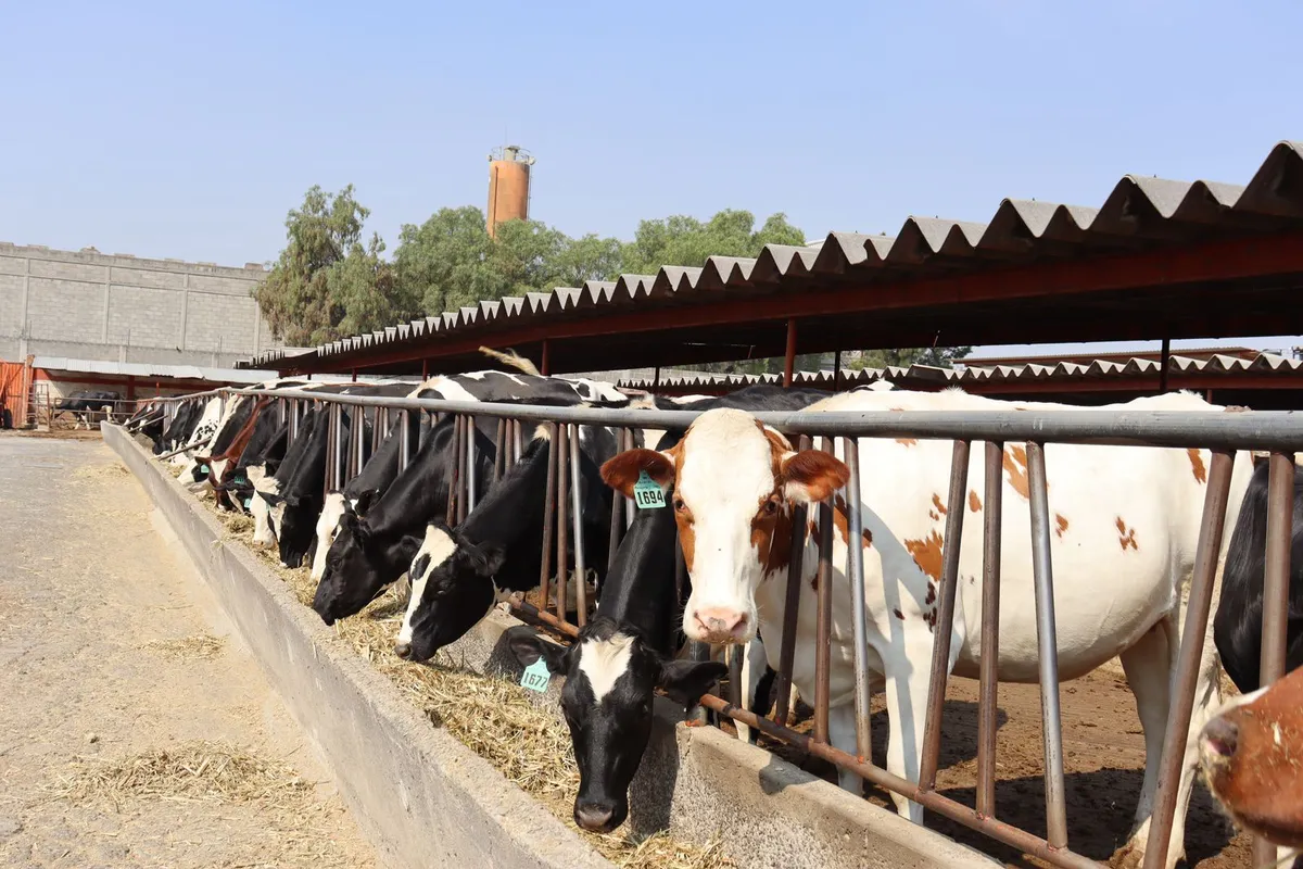 Día Internacional de la Leche: conoce la cuenca lechera de Tizayuca
