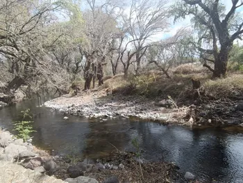Denuncian aumento en el derribo ilegal de árboles en la ribera del río Rosas; autoridades ya investigan.