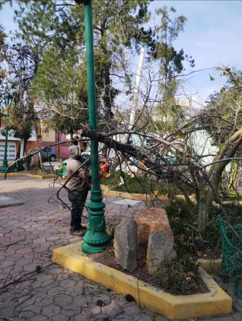 Vientos fuertes provocan caída de árboles y láminas en Pachuca