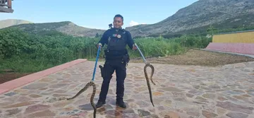 Víboras de Cascabel en Zimapán
