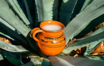 Buscan reconocer al pulque y al aguamiel con día oficial en Hidalgo