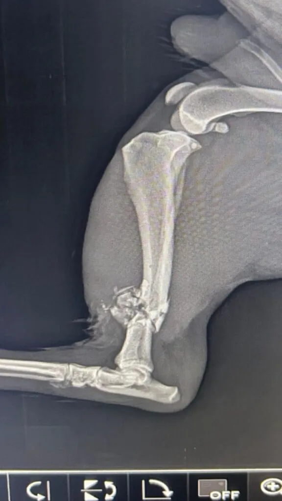 [VIDEO] Perro herido por disparos; acusan a la Guardia Nacional en San Agustín Tlaxiaca