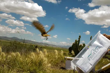¡Vuelven a la naturaleza! Liberan 28 animales silvestres en Hidalgo
