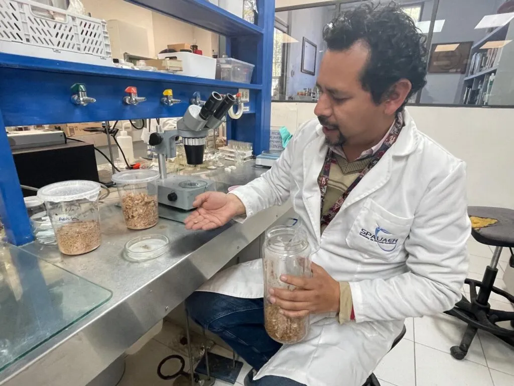 UAEH investiga pesticidas naturales para combatir moscos en la presa Endhó