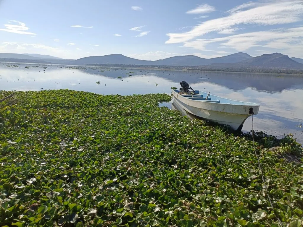 Sacan 7 mil toneladas de lirio de la presa Endhó; no es suficiente 