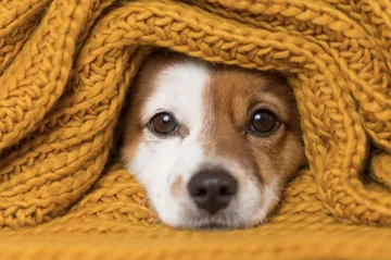 ¿A qué temperatura tienen frío los perros?