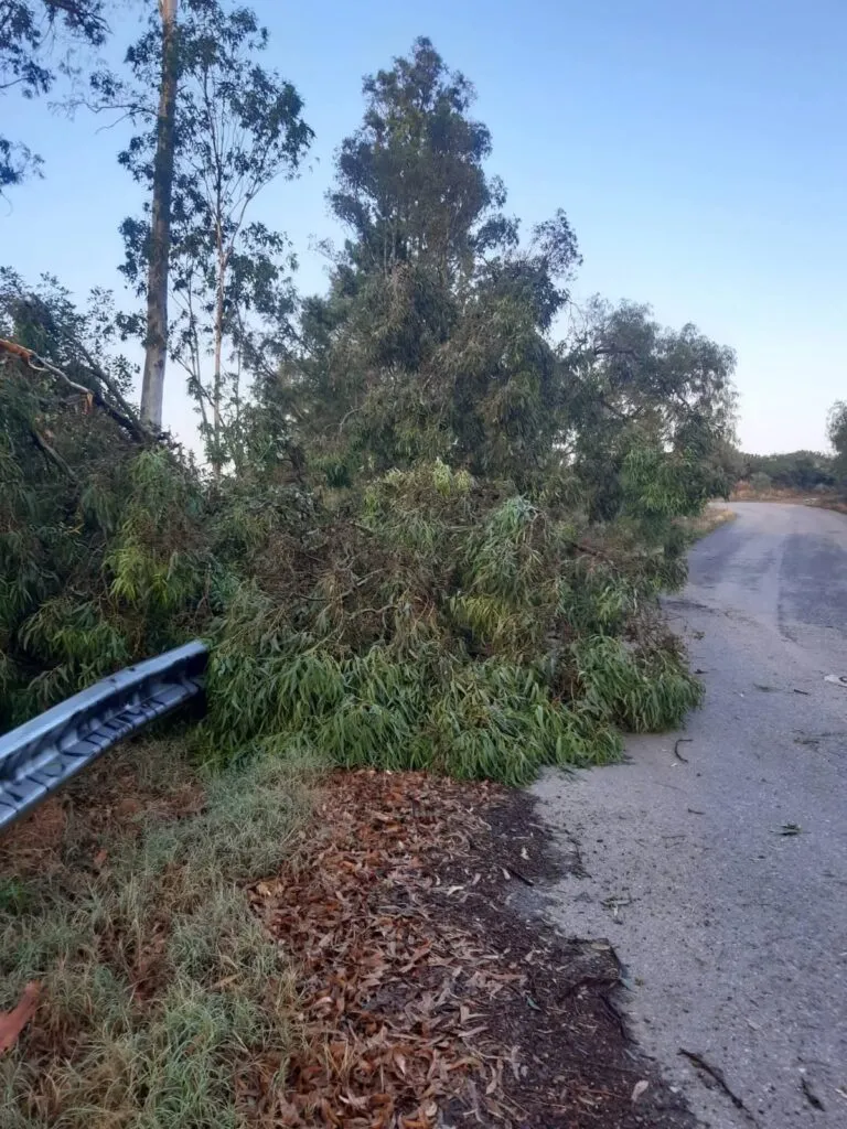 Fuertes vientos y lluvia provocan caída de árboles en Chapantongo