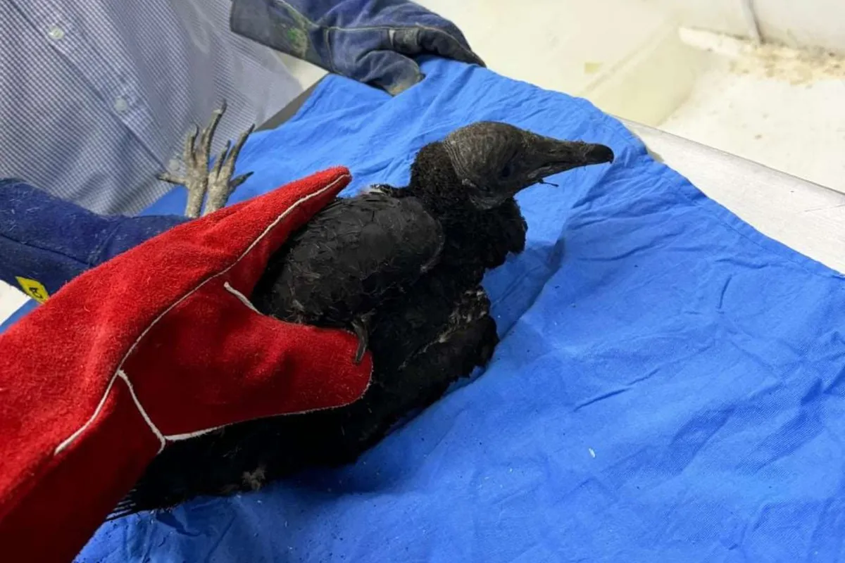 En Pachuca atienden a zopilote quemado en incendio de Tenango de Doria