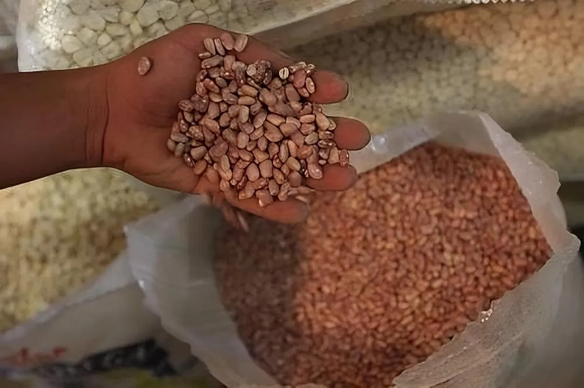 Se busca recuperar la autosuficiencia en frijol y arroz, afirma Sheinbaum