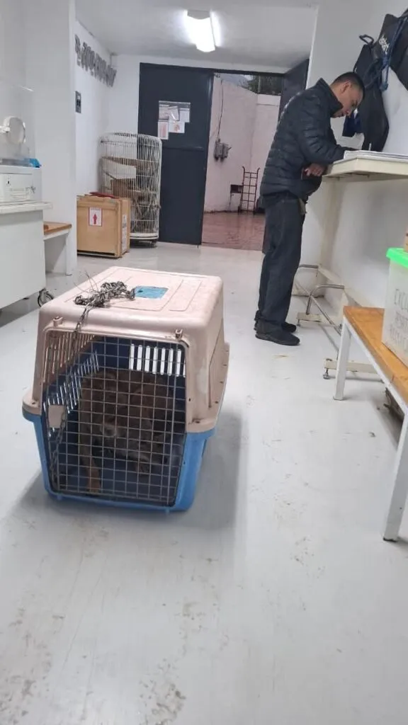 Rescatan coyote herido atrapado en una cerca en Mixquiahuala