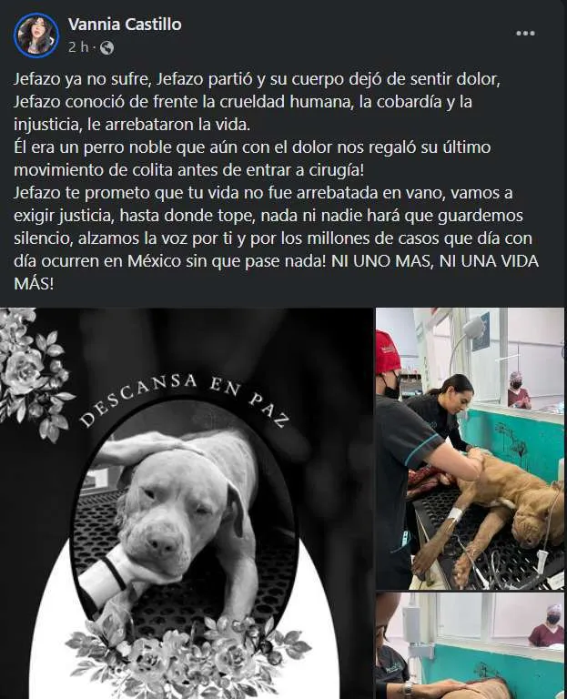 Exigen justicia por perrito asesinado en Mineral de la Reforma, denuncian maltrato animal