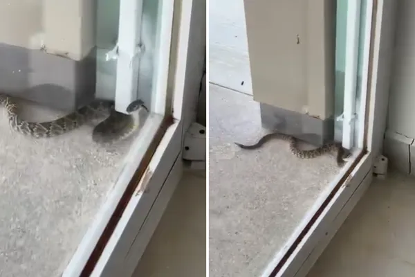 Sorpresa en Cardonal: capturan víbora de cascabel afuera de un centro de salud