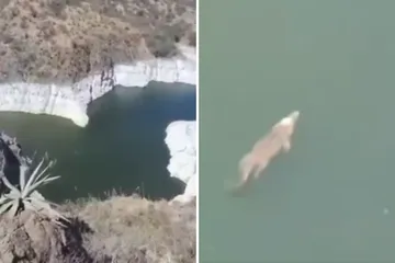 Avistan cocodrilo en presa de Zimapán; video causa asombro