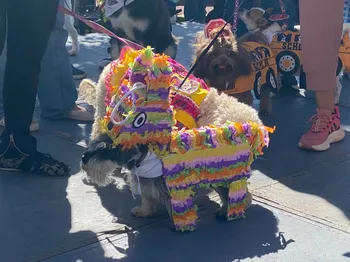 Personas y perros participan en actividades del Perro Fest 2026 en Pachuca.